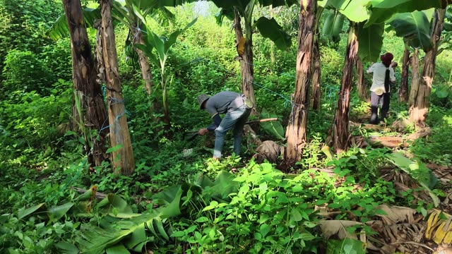 Workers Tending Banana Trees