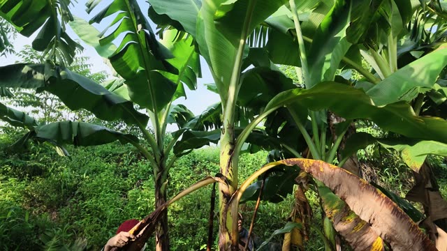 Worker Among Banana Trunks