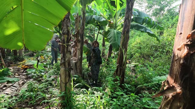 Workers Trimming Banana Trees