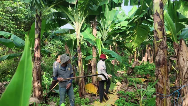 Workers Walking With Long Pole