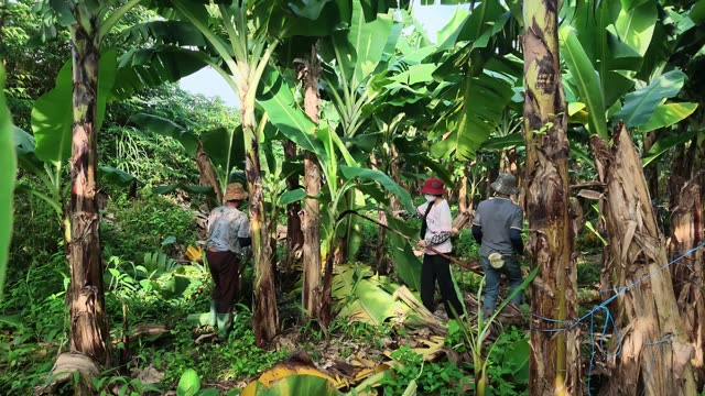 Workers Gathered Among Banana Trees