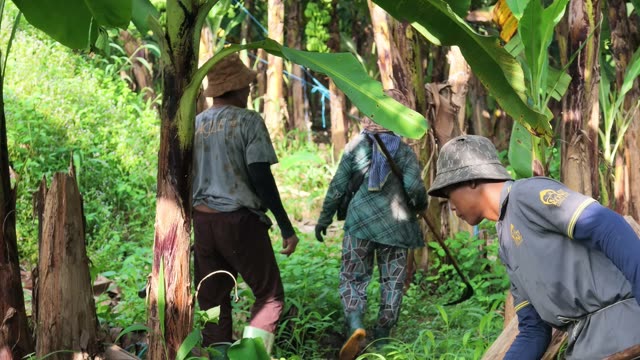 Workers Walking In Banana Row