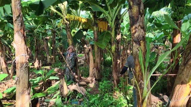 Woman And Man Tending Banana Trees