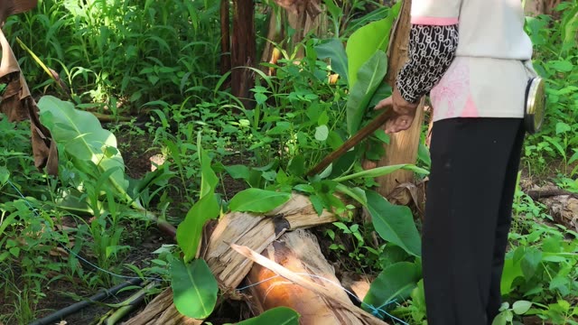 Cutting Banana Stem With Machete