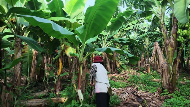 Woman Walking Through Banana Row