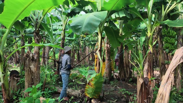 Worker Reaching Into Banana Leaves