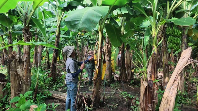 Dense Banana Bunch Hanging From Tree