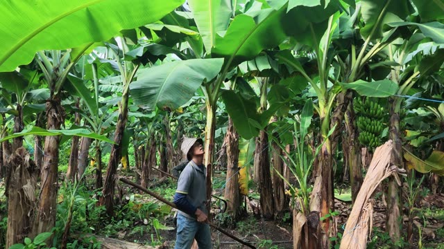 Banana Blossom Hanging Beneath Bunch
