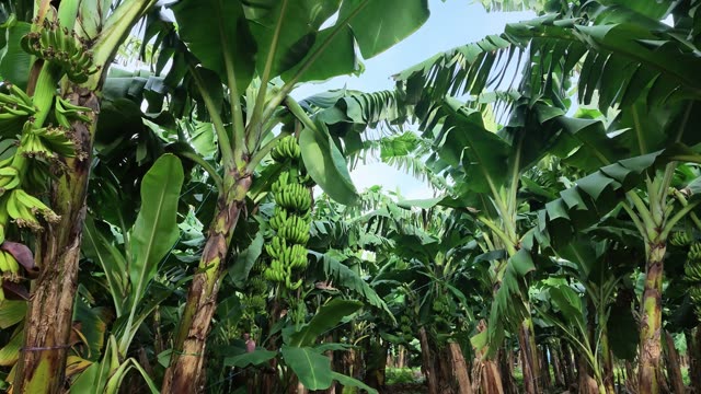 Banana Bunches Tied With Support Wire