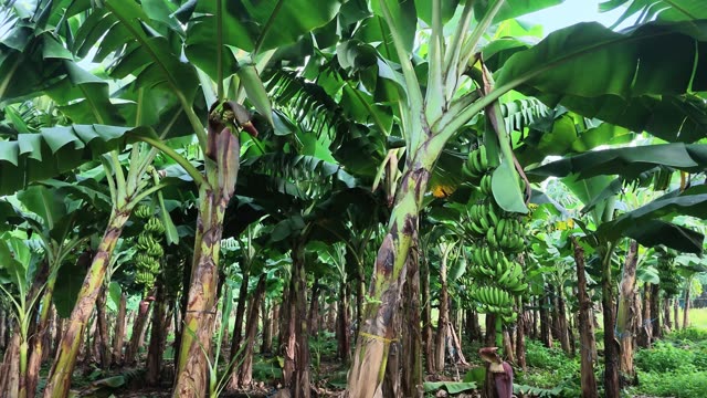 Blue Mesh Bags Along Banana Row
