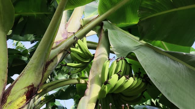 Large Banana Bunch On Tree