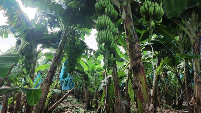 Banana Blossom Among Green Leaves