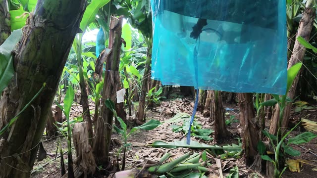 Banana Bunch Among Dense Leaves