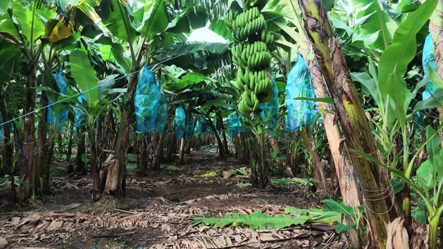 Banana Bunch Among Blue Bags
