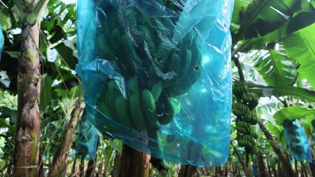 Banana Bunch Wrapped In Blue Bag