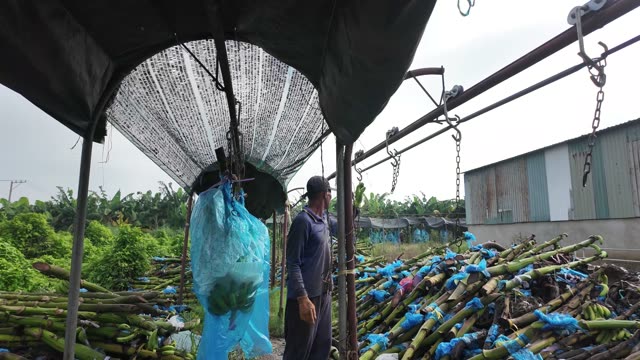 Man Standing By Hanging Banana Bunch