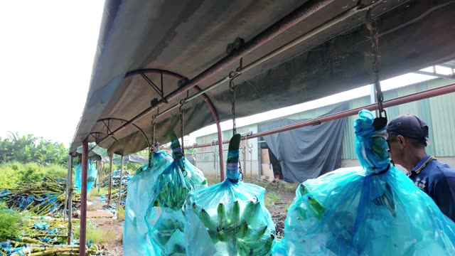 Workers Under Banana Packing Shed