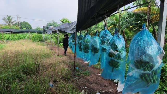 Worker Walking Under Packing Shed