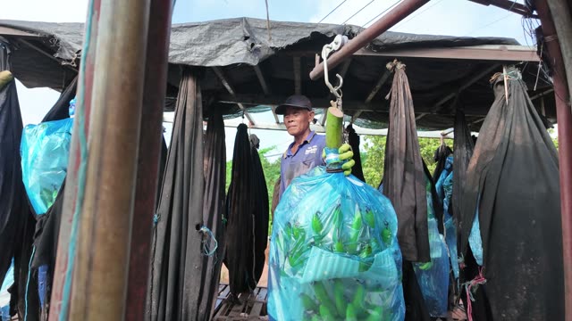 Worker Wrapping Banana Bunches