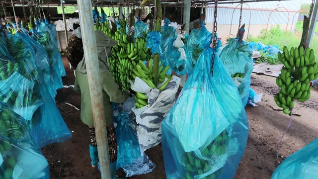 Banana Bunches On Chain Hooks