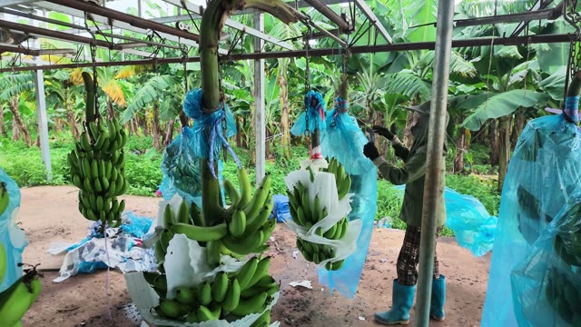 Man Tying Banana Bunch On Chain