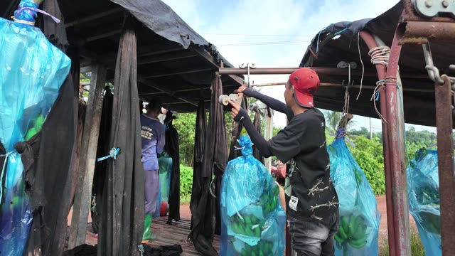 Man Walking Through Packing Shed