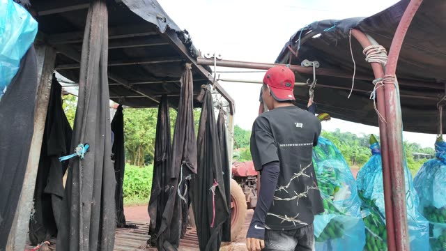Worker Near Tractor In Shed