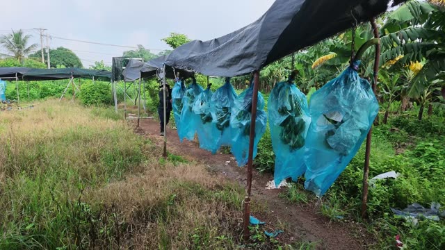 Blue Bags Under Shed Canopy