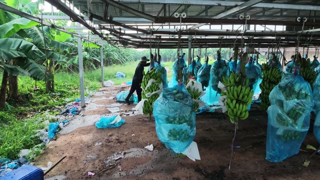 Worker Walking Among Hanging Bunches