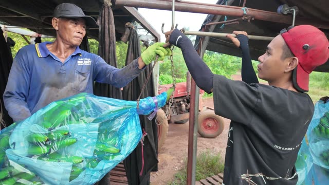 Men Handling Green Wrapped Bunch