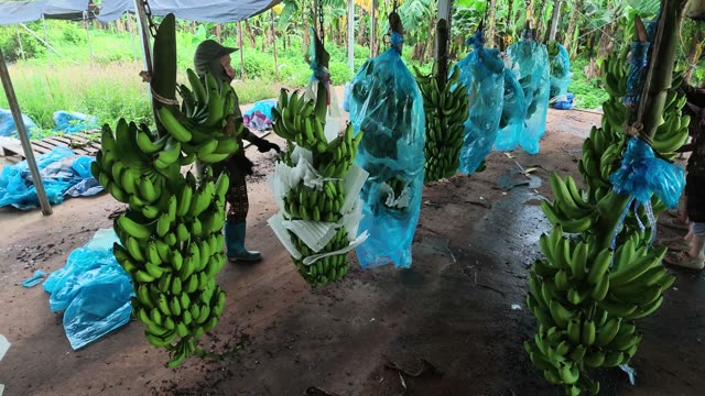 Worker Sorting Banana Bunches
