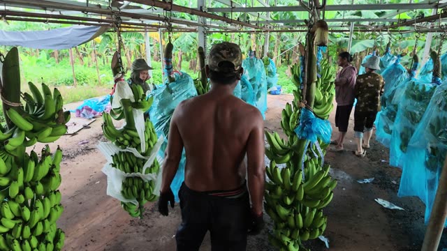 Worker Walking Among Banana Bunches