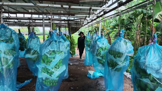 Woman Walking Through Hanging Bunches