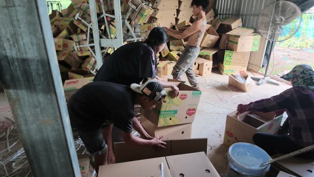 Workers Sorting Cardboard Boxes