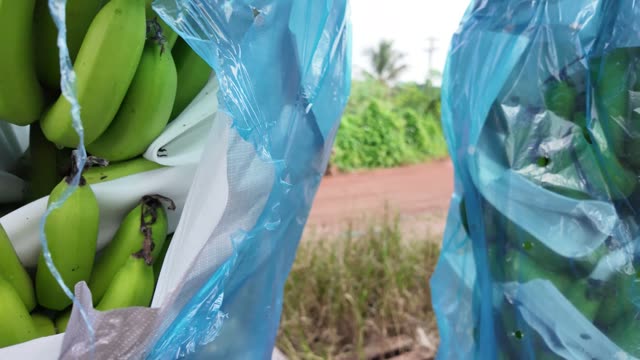 Banana Bunch In Blue Bag By Road