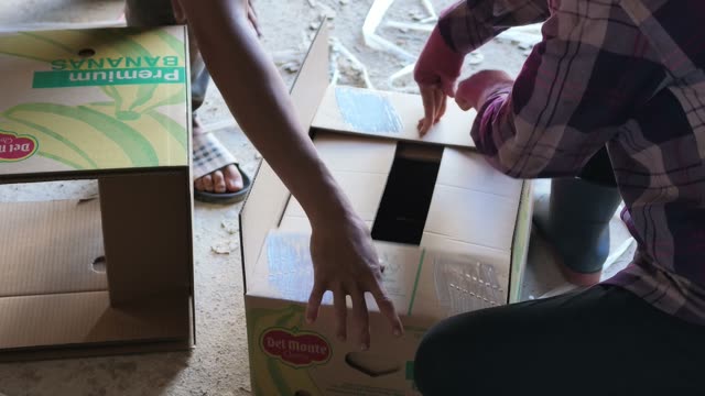 Hands Packing Banana Box