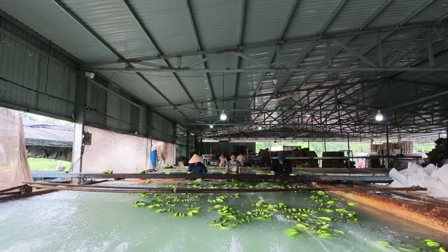 Workers By Banana Wash Tank