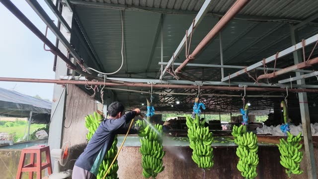 Man Washing Banana Bunches