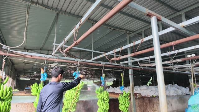 Man Spraying Banana Bunches
