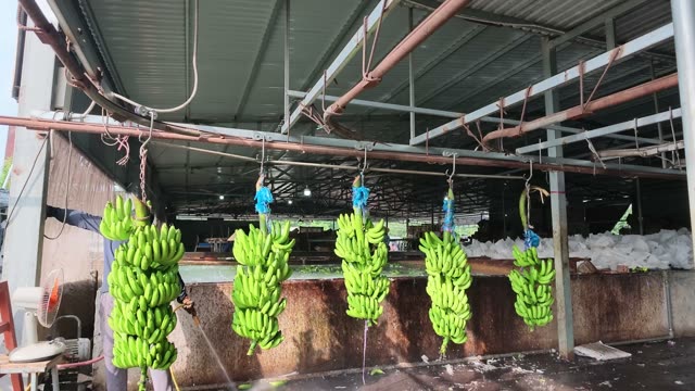 Banana Bunches Hanging On Hooks