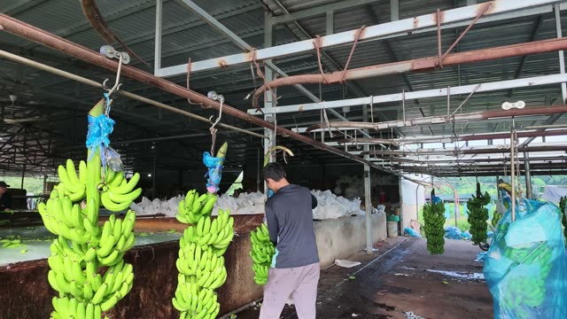 Man Rinsing Banana Bunches