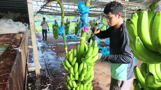 Man Handling Banana Bunch At Tank