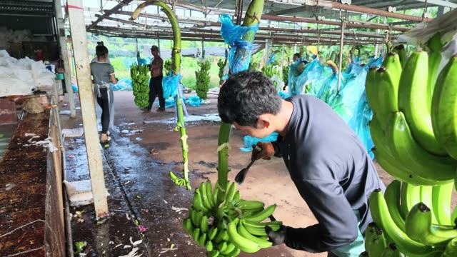Man Trimming Banana Bunch