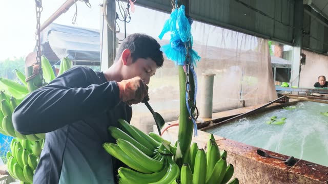 Man Trimming Banana Stem By Tank