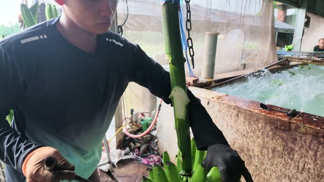 Man Cutting Fresh Banana Stem