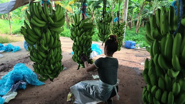 Woman Tying Fresh Banana Bunch
