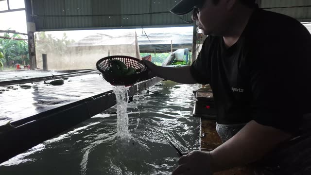 Man Scooping Water From Tank