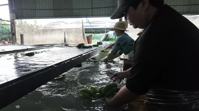 Men Washing Bananas In Tank