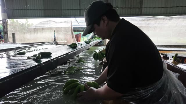 Man Washing Bananas In Tank