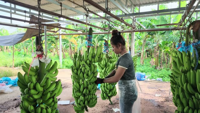 Woman Tying Banana Bunch On Hook